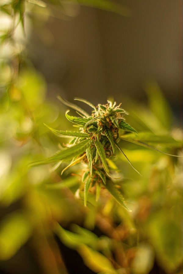 Avis sur la boutique Stormrock : qualité, rapidité et fidélité